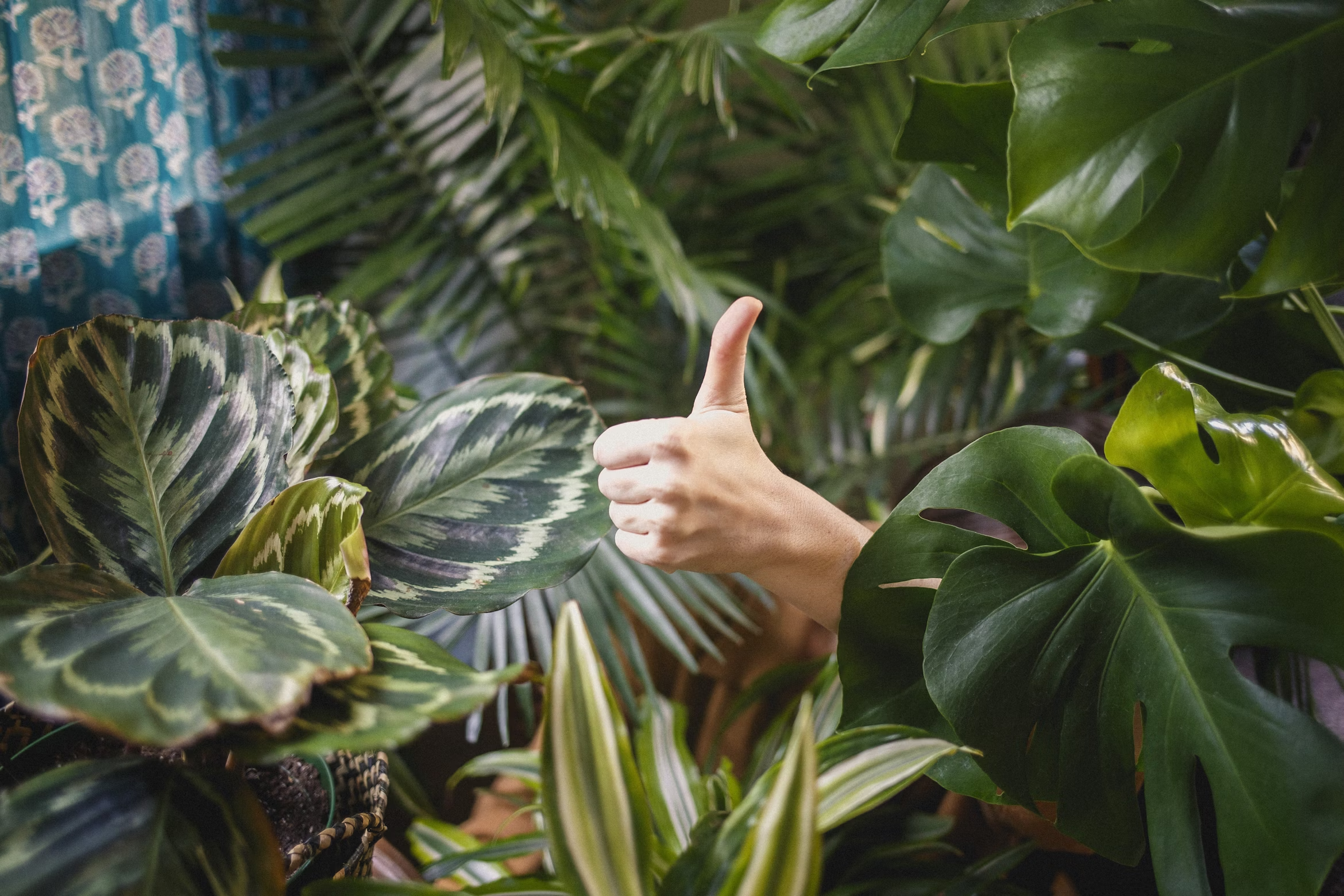 A single thumbs up surrounded by a sea of plants